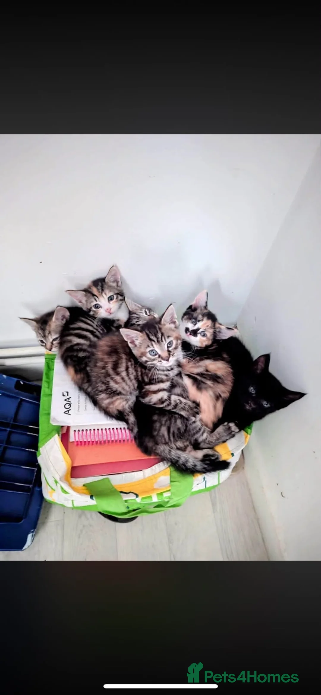 Domestic Shorthair cats for sale: Kittens for sale🩷 in Solihull - Advert 1