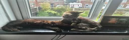 Mixed Breed cats for sale: Sibling kittens for sale  in Manchester - Advert 2