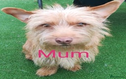 Mixed Breed dogs for sale: Norfolk Terrier Puppies - Image 9