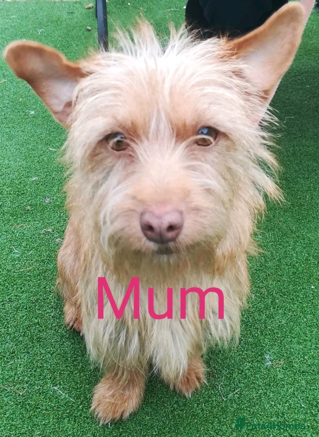 Mixed Breed dogs for sale: Norfolk Terrier Puppies - Image 9