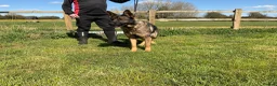 German Shepherd dogs for sale: Retiring 3 bitches & 1 male - Advert 12