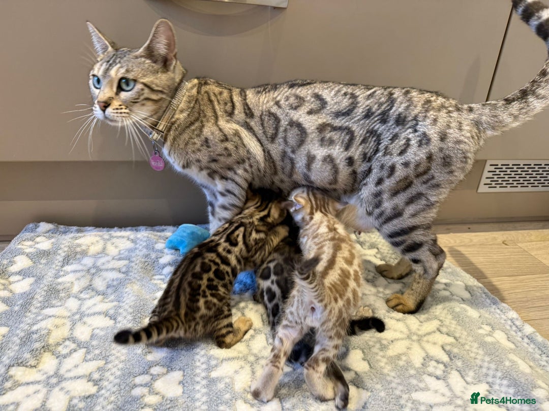 Bengal cats for sale: Bengal Kittens For Sale (4 Left) - Image 24