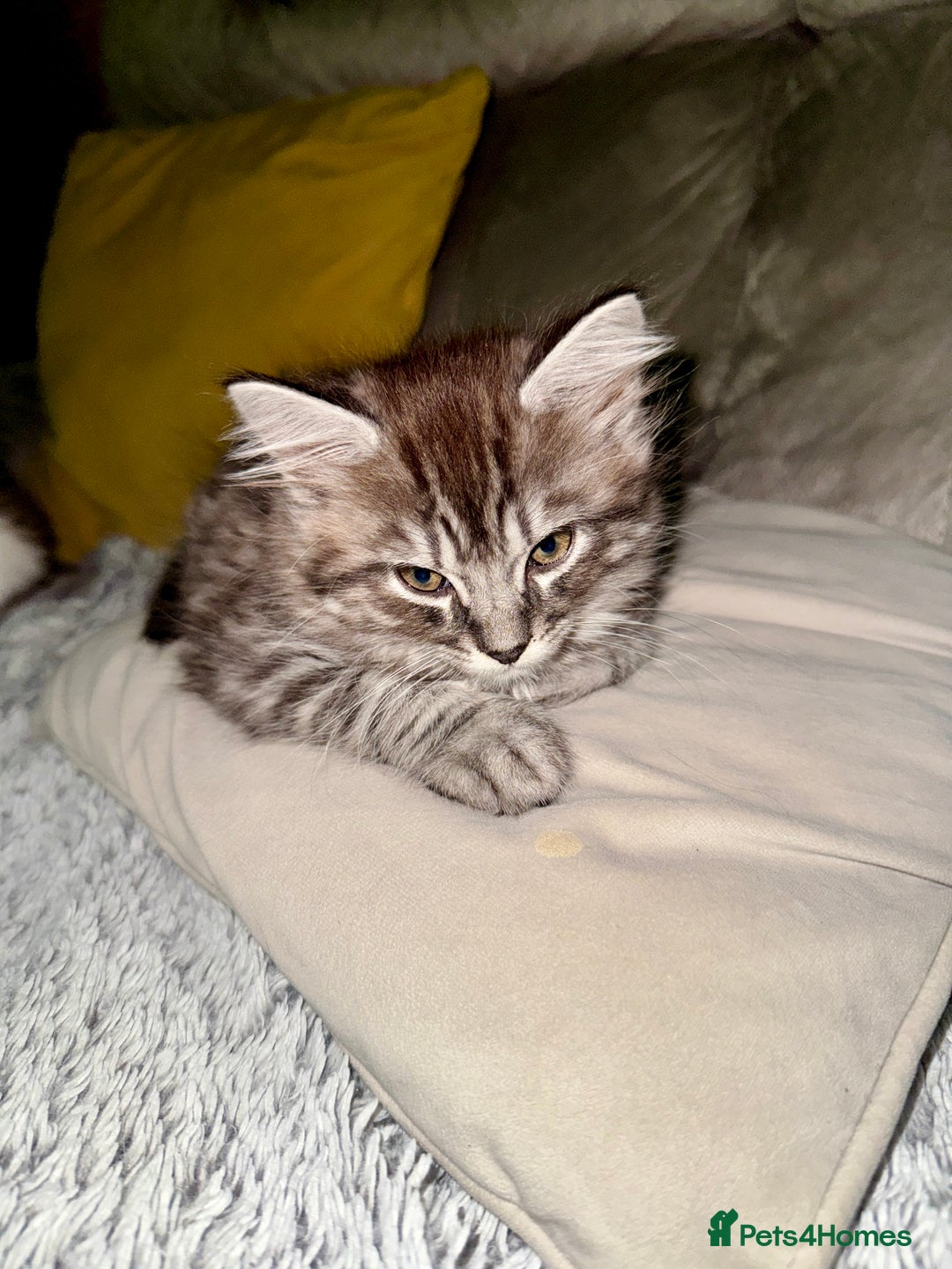 Norwegian Forest Cat cats for sale: Gorgeous Kittens Ready for Their Forever Homes 🐾 - Advert 6