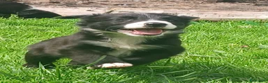 Border Collie 6