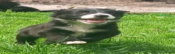 Border Collie dogs for sale: Beautiful collie pupa - Advert 7