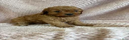 Cavapoo dogs for sale: F1 Cavapoo babies  - Advert 14