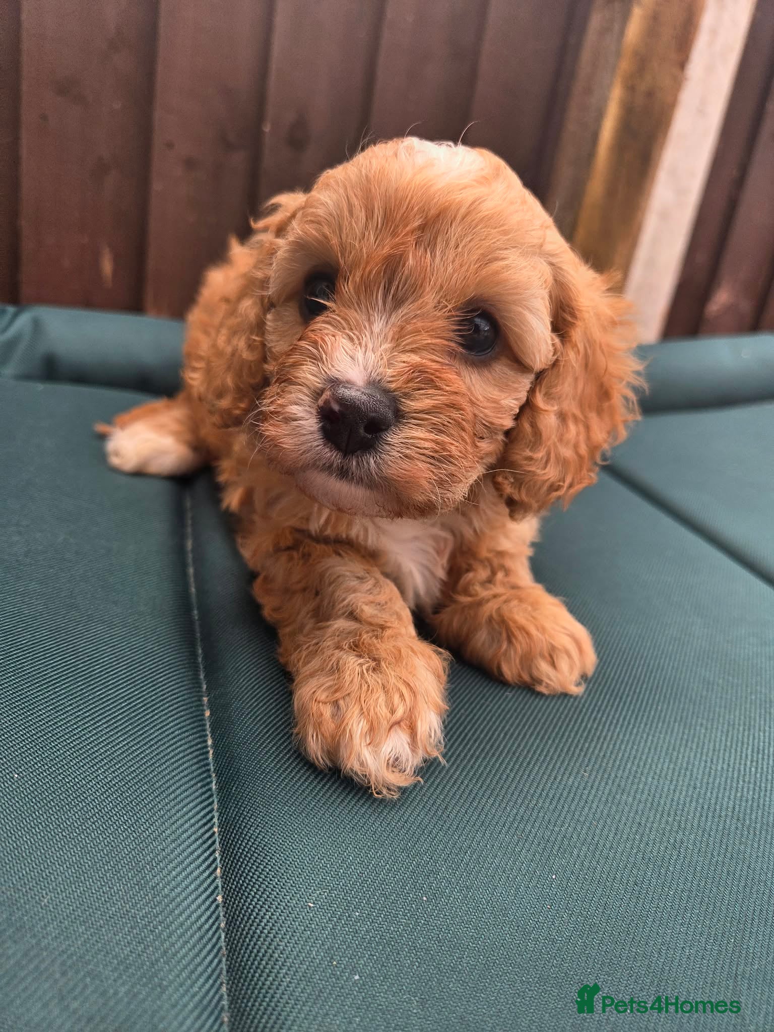 Cavapoo dogs F1 CAVAPOO PUPPIES - Advert 18