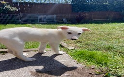 Mixed Breed dogs for sale: Huskador pup - Image 5