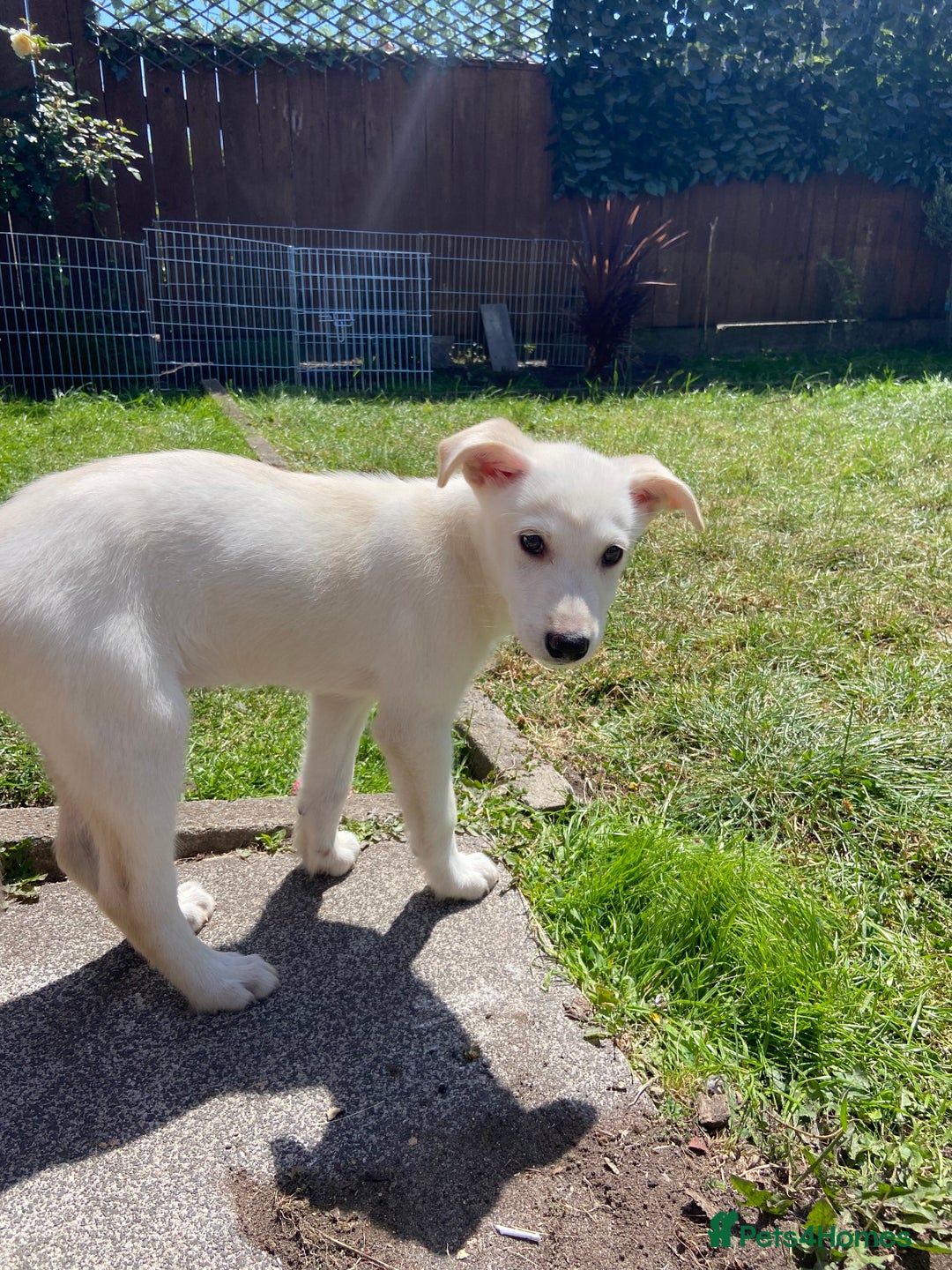 Mixed Breed dogs for sale: Huskador pup - Image 5
