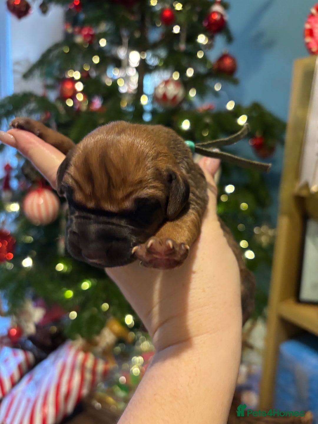 Rhodesian Ridgeback dogs for sale: Nyasharose ridgebacks  - Advert 11