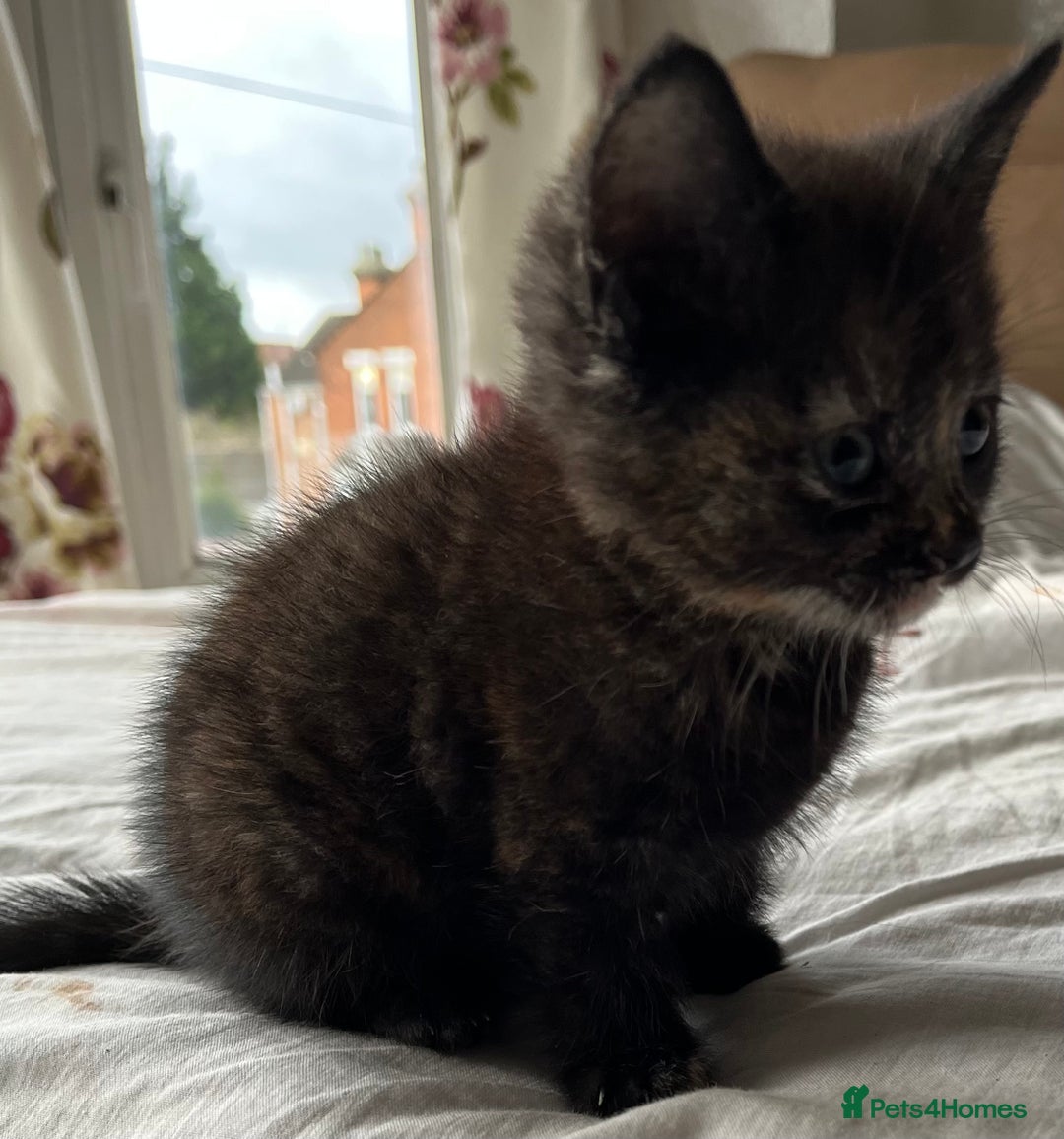 Mixed Breed cats for sale: 5 beautiful kittens  - Advert 5
