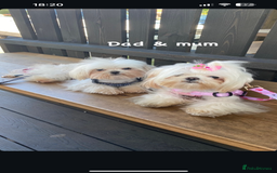 Maltese dogs for stud: Tiny micro Maltese Boy for Stud  - Image 7