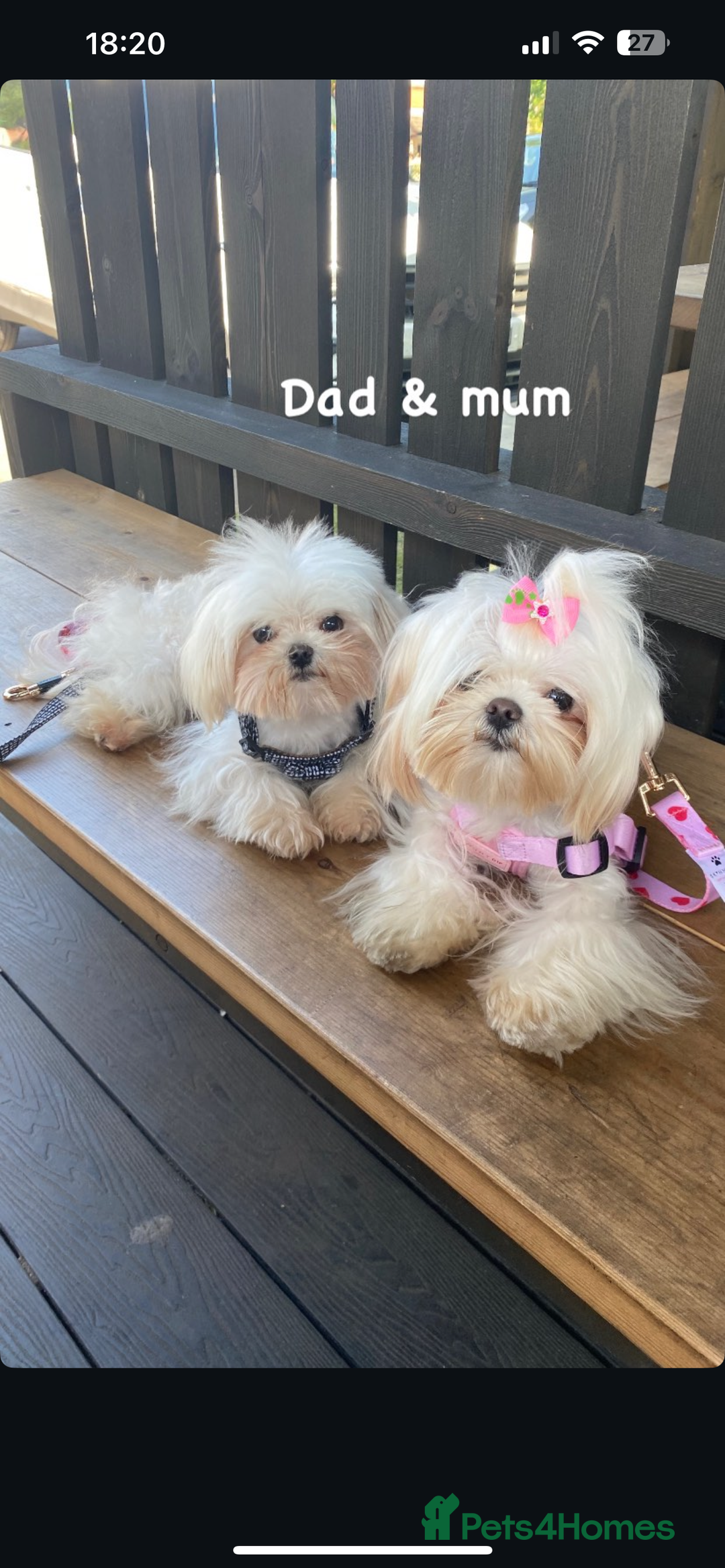 Maltese dogs for stud: Tiny micro Maltese Boy for Stud  - Image 7