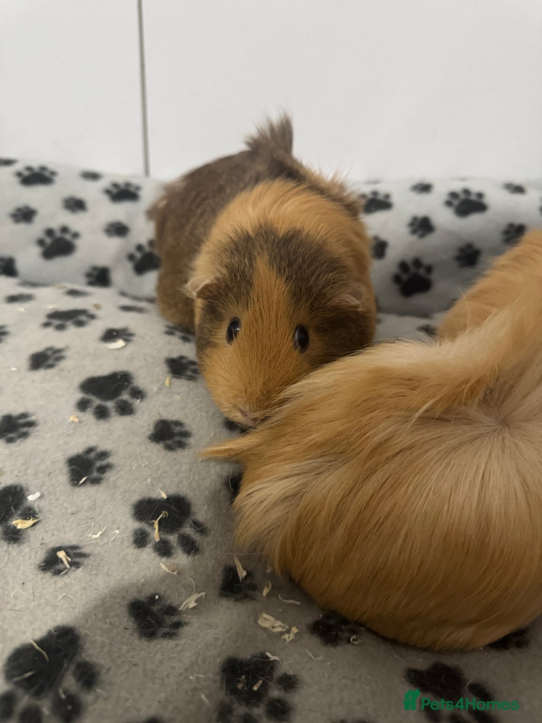 Guinea Pig rodents for sale: bonded longhair female guineapigs for sale - Image 3