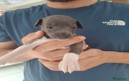 Italian Greyhound dogs for sale: Classic Italian greyhound babies  - Image 11