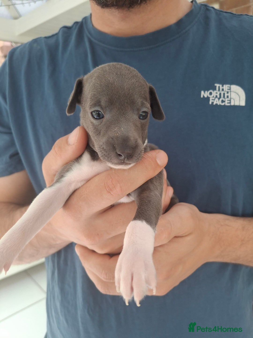 Italian Greyhound dogs for sale: Classic Italian greyhound babies  - Image 11