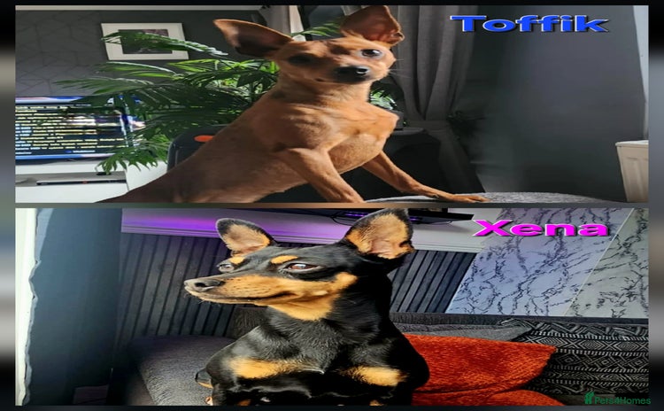 Miniature Pinscher dogs - Advert 1