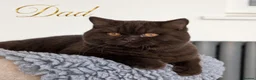 British Shorthair cats for sale: Exceptional quality British shorthair kittens  - Advert 7