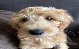 Labradoodle dogs for sale:  Adorable 🥰 Miniature Labradoodle Puppies F2B  - Image 34