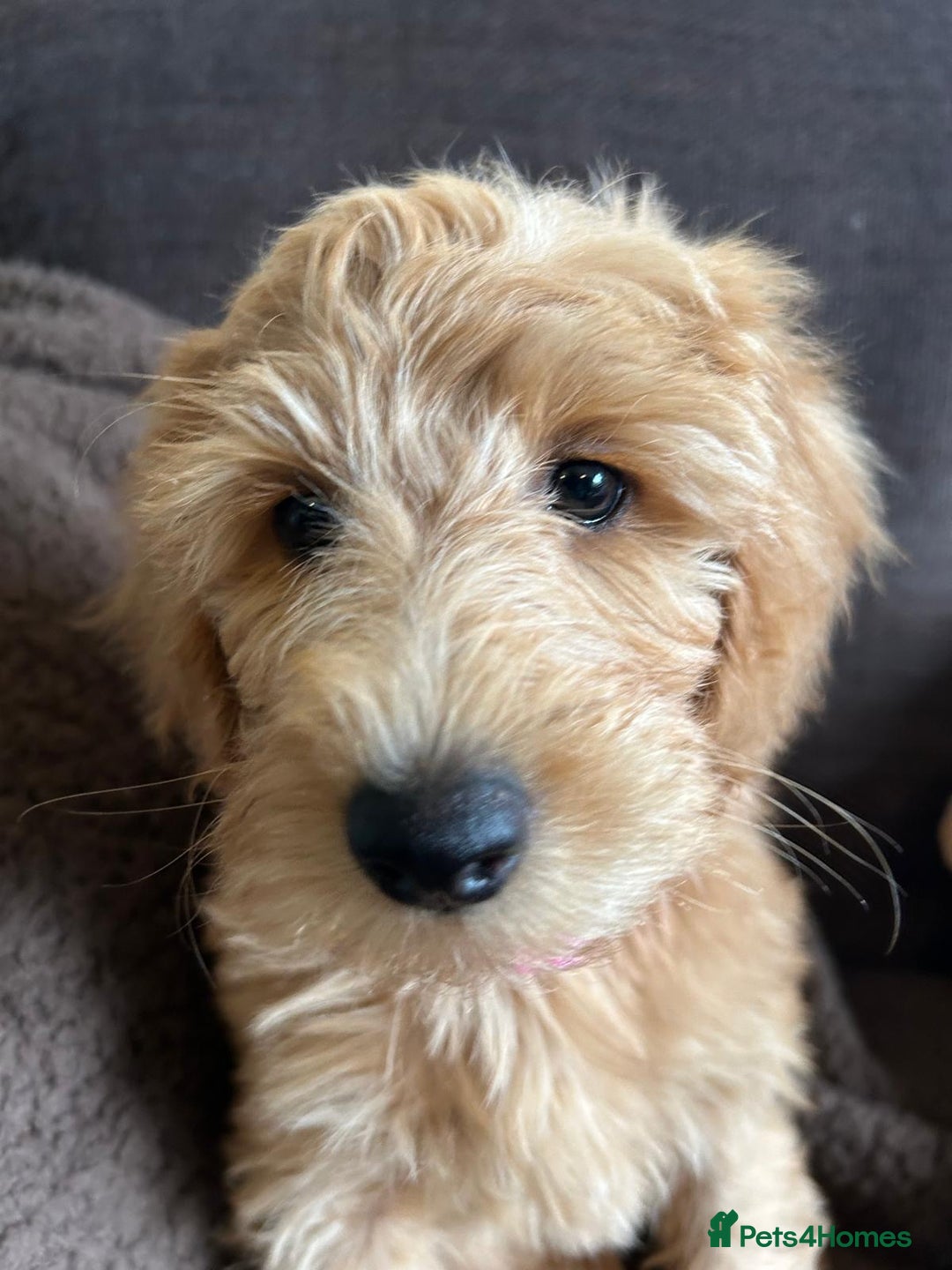 Labradoodle dogs for sale:  Adorable 🥰 Miniature Labradoodle Puppies F2B  - Image 34