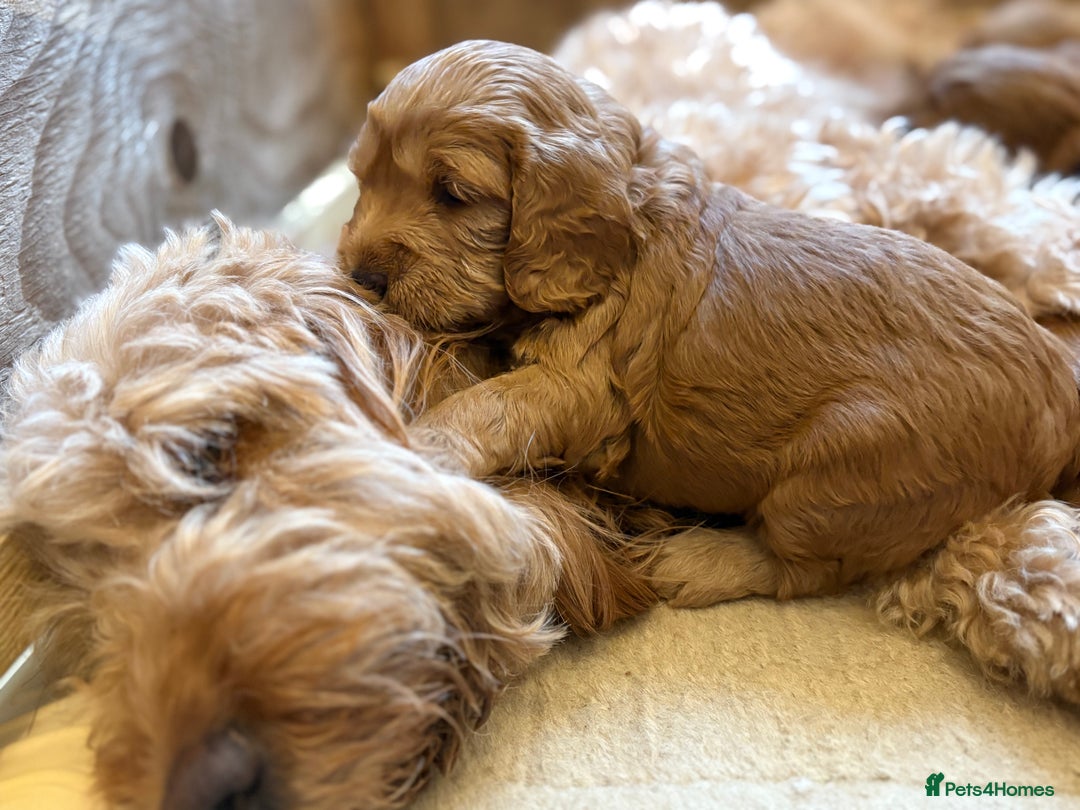 Cockapoo dogs for sale: 2 Red/Brown cockapoo puppies  - Image 5