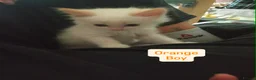 Mixed Breed cats for sale: White Ragdoll Cross Kittens For Sale in London - Advert 4