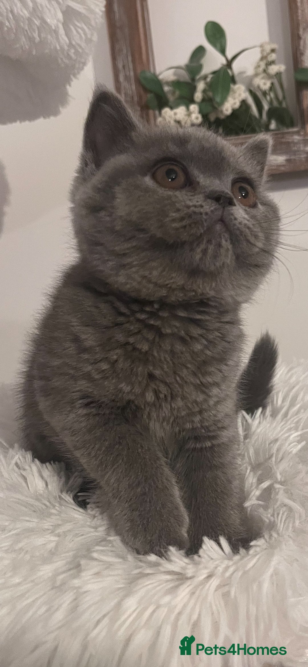 British Shorthair cats for sale: British shorthair kittens  - Advert 3
