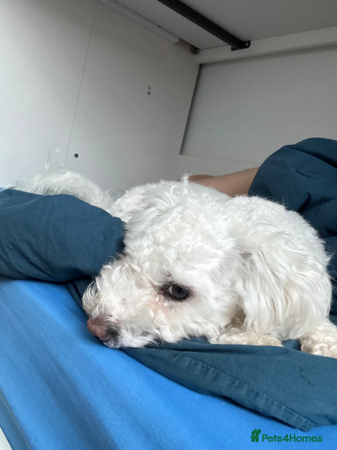 Maltipoo dogs for sale: Beautiful maltipoo in London - Advert 1