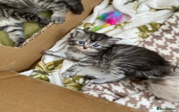 Ragdoll cats for sale: Adorable Ragdoll x Chinchilla Tabby - Image 16