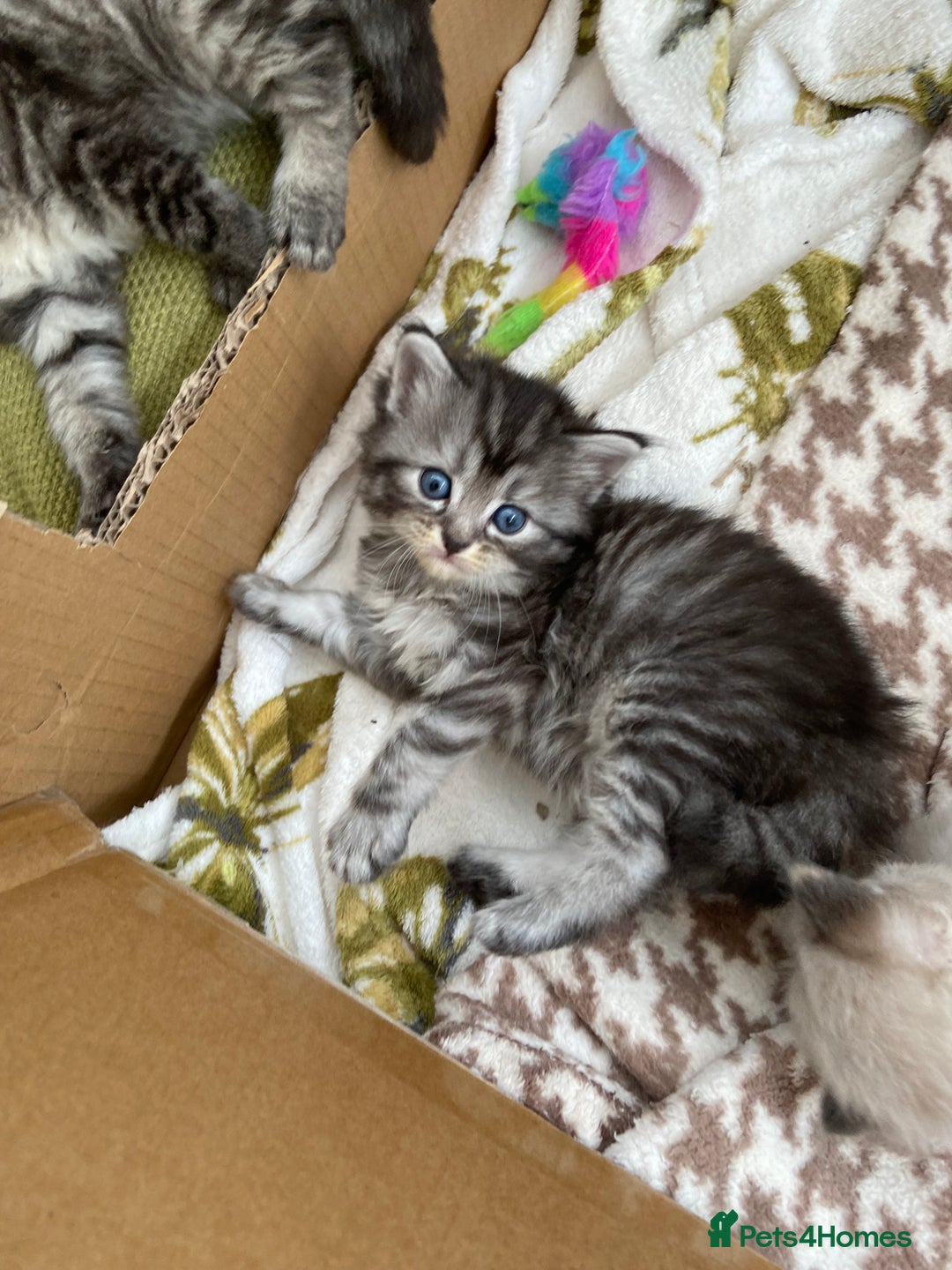 Ragdoll cats for sale: Adorable Ragdoll x Chinchilla Tabby - Image 16