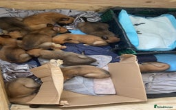 Belgian Shepherd Dog dogs for sale: Belgian Malinois Puppies - Image 1