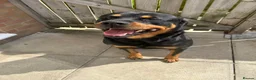 Rottweiler dogs for sale: 4-years-old Rottweiler Vince - Advert 5