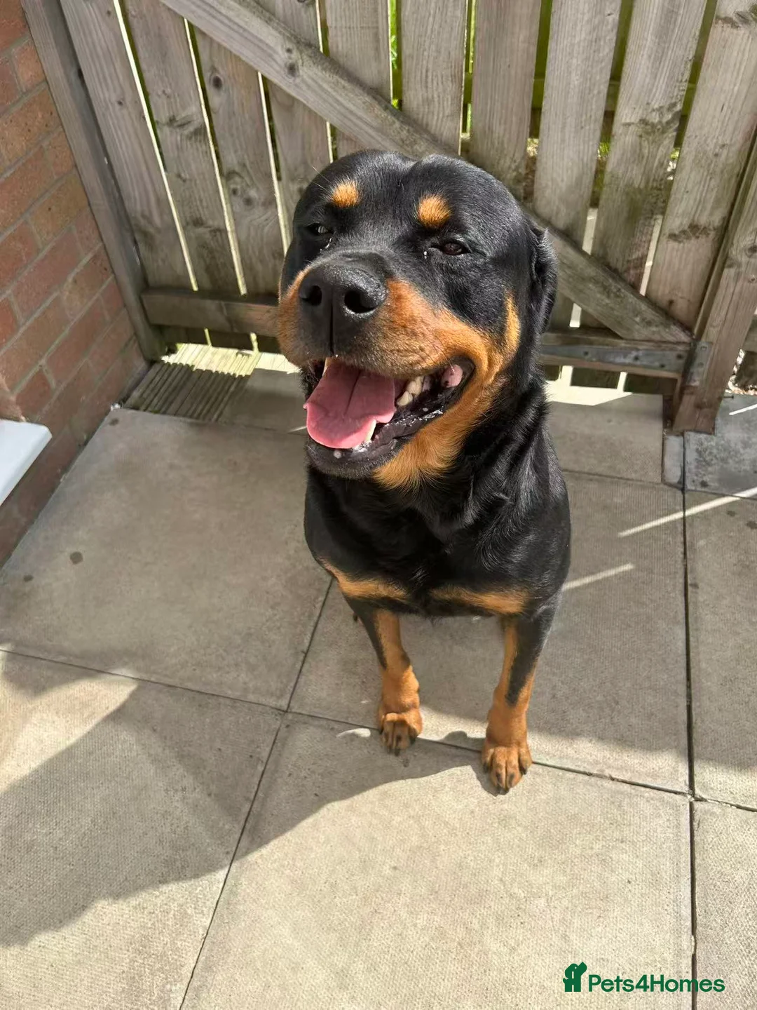 Rottweiler dogs for sale: 4-years-old Rottweiler Vince - Advert 5