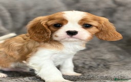 Cavalier King Charles Spaniel dogs for sale: Health Tested cavalier puppies  - Image 4
