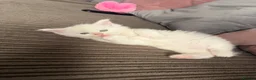 Maine Coon cats for sale: Maine coon kittens  in Rushden - Advert 7