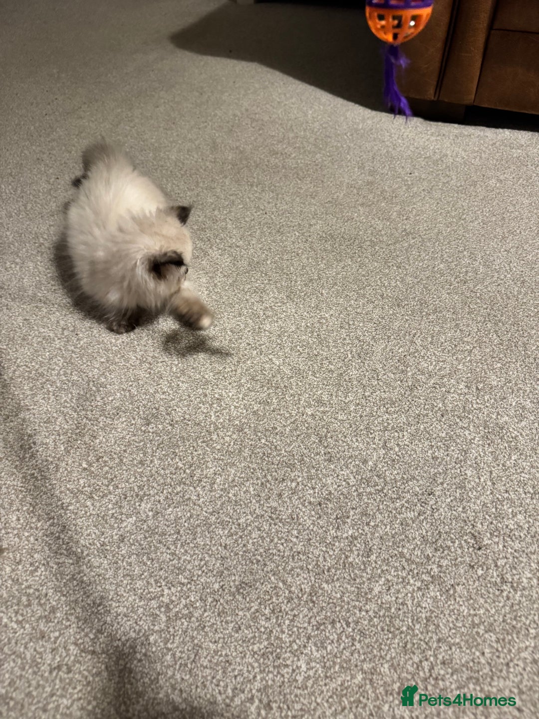 Birman cats for sale: Beautiful  Tortie  girl avaible - Advert 9