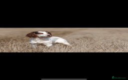 Cocker Spaniel dogs for sale: Beautiful litter of KC working cocker spaniels - Image 10