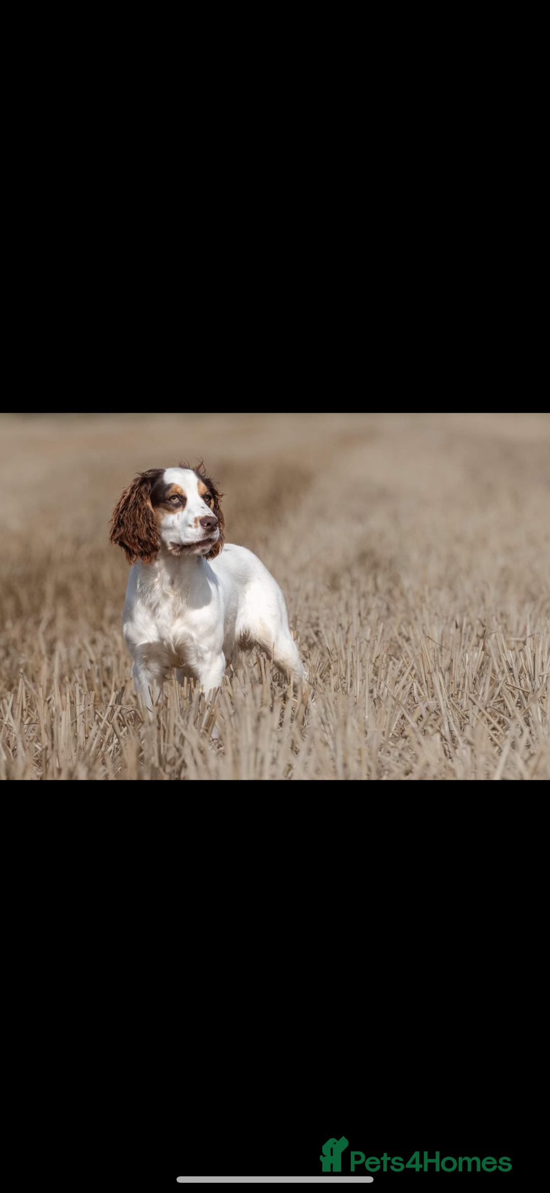 Cocker Spaniel dogs for sale: Beautiful litter of KC working cocker spaniels - Image 10
