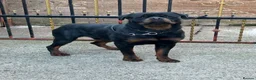 Rottweiler dogs for sale: Rottweiler Puppies  - Advert 11