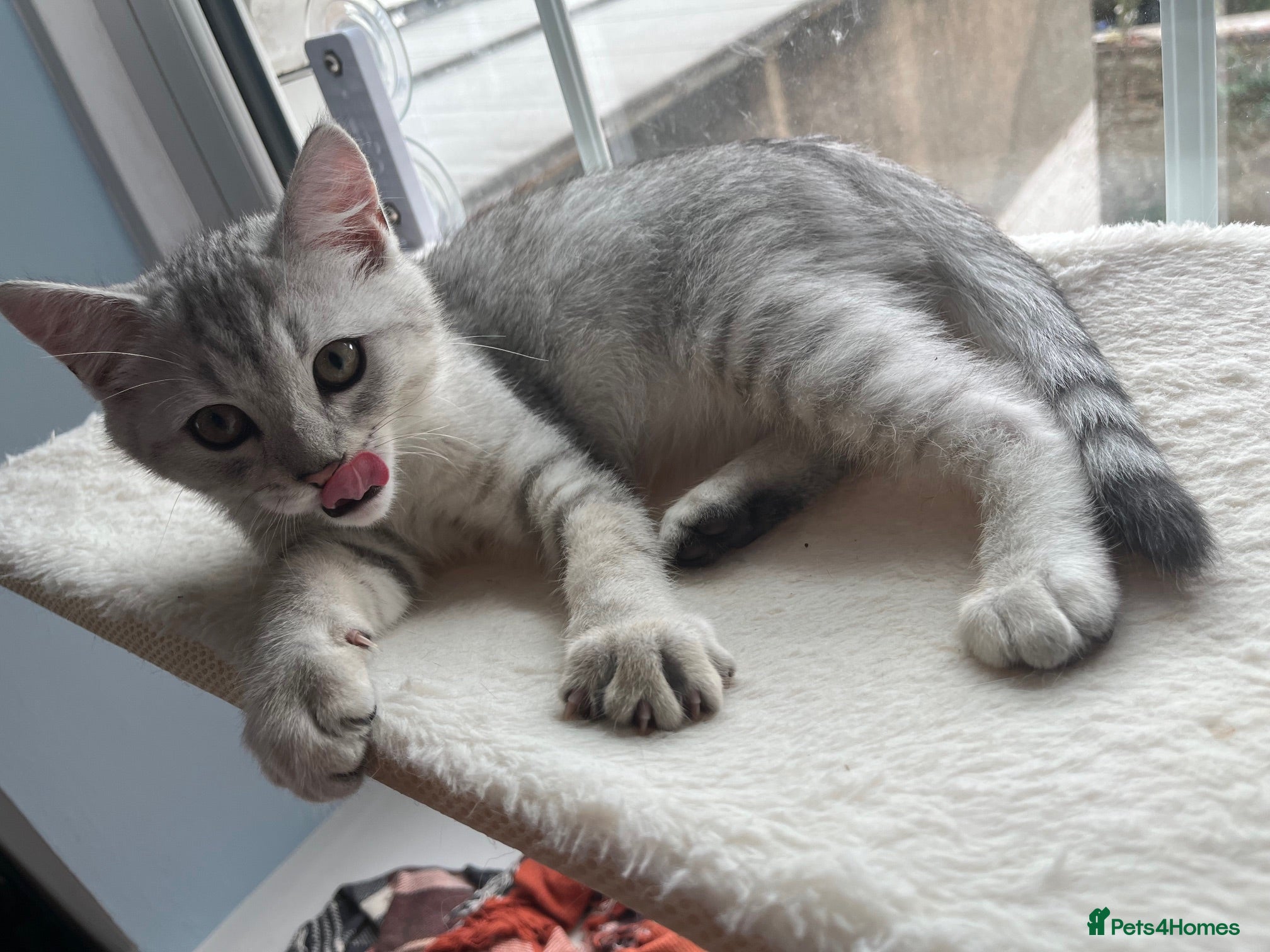 British Shorthair cats for sale: BHS x kittens - Advert 16