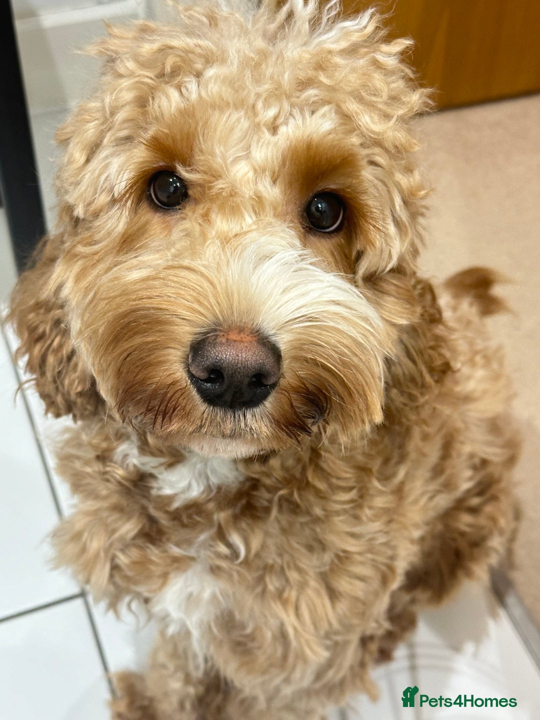 Cockapoo dogs for sale: Beautiful Cockapoo Puppies – 6 Boys & 2 Girls - Advert 2