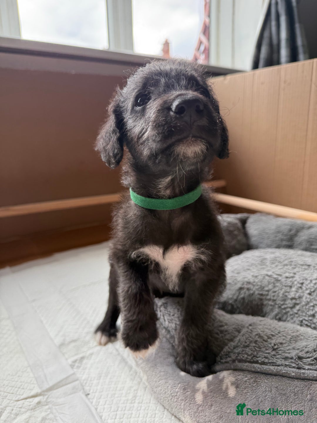 Mixed Breed dogs for sale: Bedlington Terrier whippet mix - Image 1
