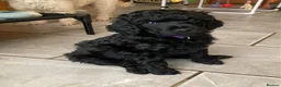 Standard Poodle dogs for sale: Reservation List Open. Standard Poodle Puppies - Advert 15