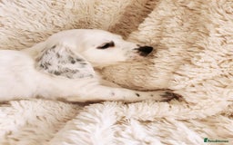 Dachshund dogs for sale: Stunning Dachshund Puppies  - Image 14