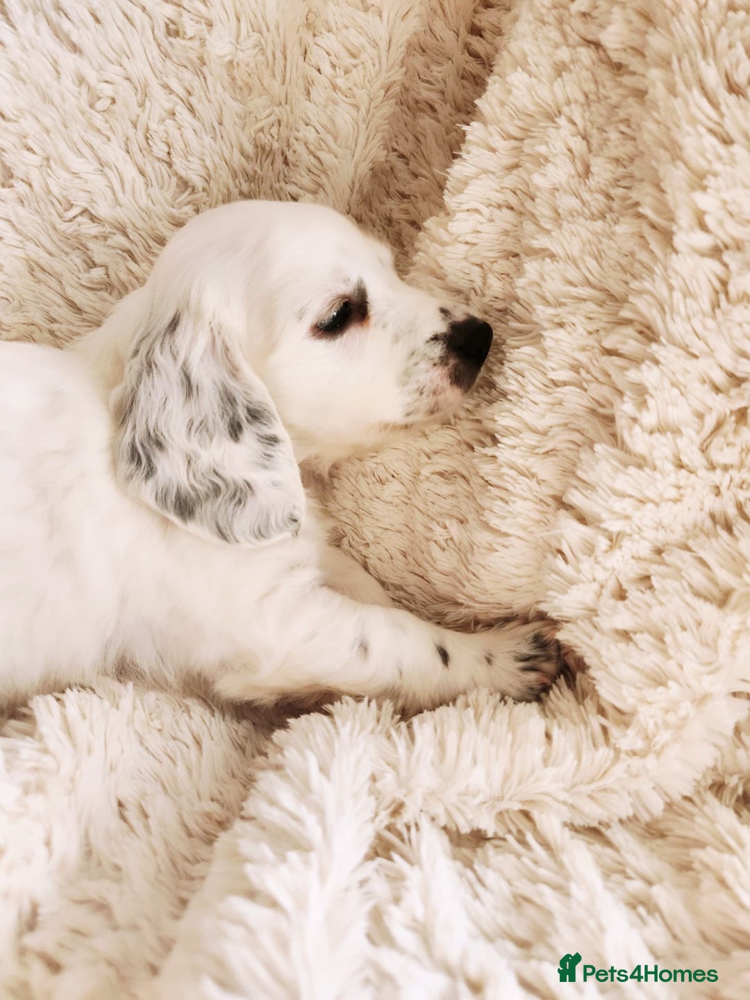 Dachshund dogs for sale: Stunning Dachshund Puppies  - Image 14
