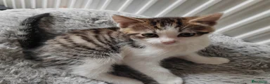 Mixed Breed Kitten 3