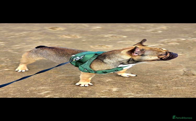 French Bulldog dogs - Advert 9