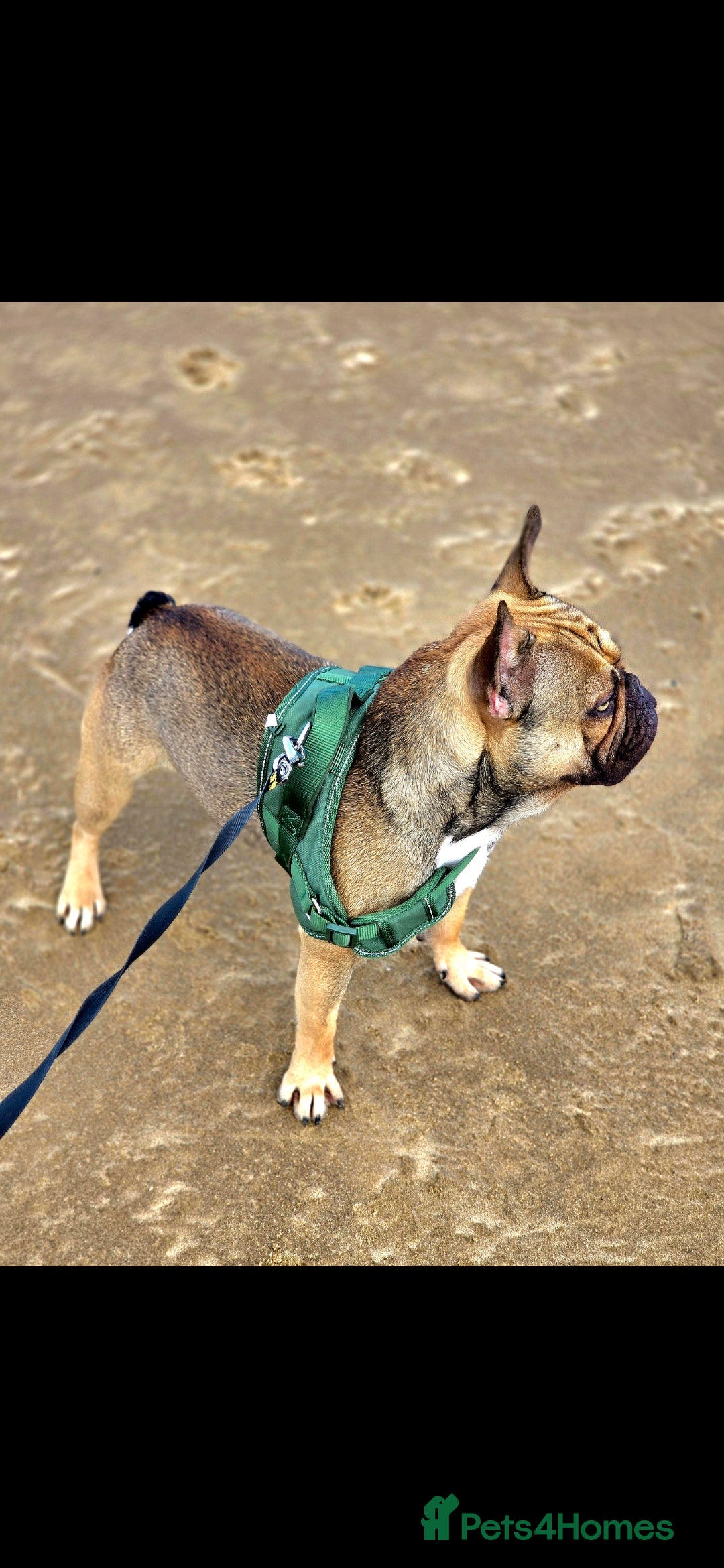 French Bulldog dogs for sale: French bulldogs rehome both 1 year old - Image 3