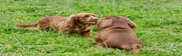 Sussex Spaniel dogs for sale: Sussex Spaniel Puppies Ready  in Pwllheli - Advert 20