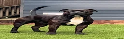 Staffordshire Bull Terrier dogs for sale: Loving Eddie the Staffy for rehome  - Advert 4